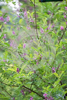 True indigo Indigofera tinctoria, flowering a shrub photo